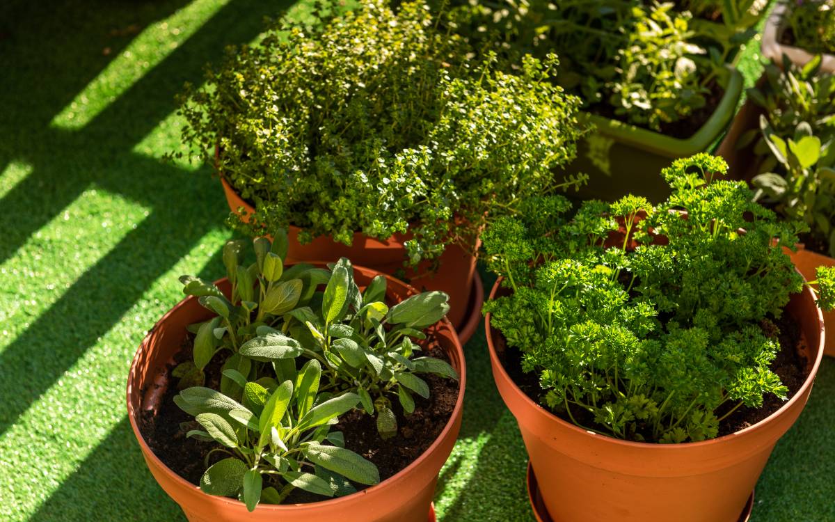 7 herbs to grow at home for health benefits